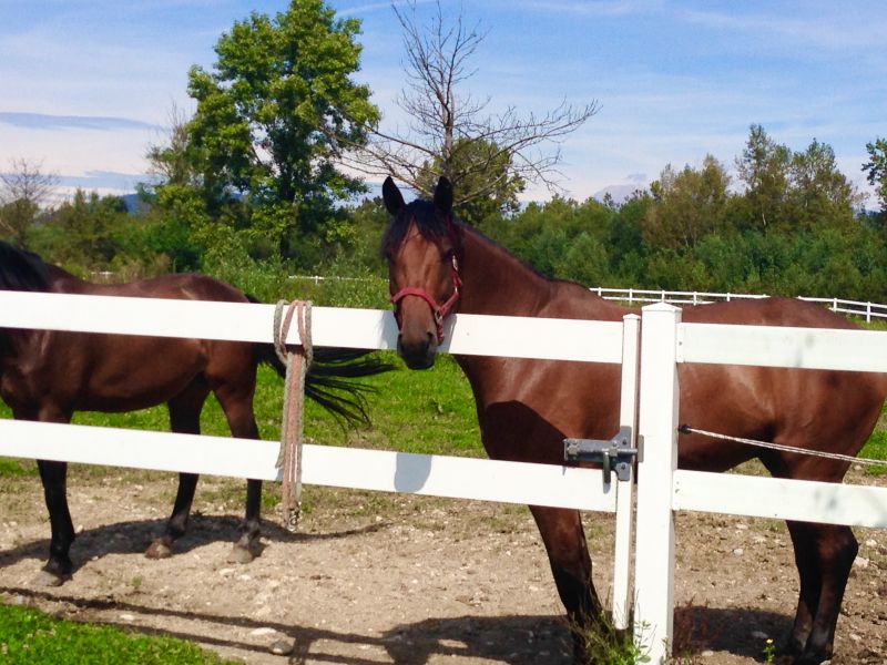 Horse Paddock Installation in Pearland, TX